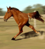 local.gif