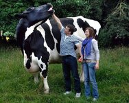 Giant_Cow-96281.jpg