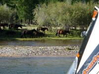 river bank horses.jpg