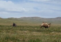camel mark.jpg