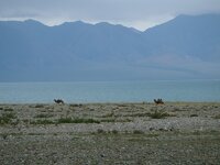 camels by lake.jpg