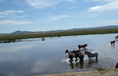 horses in lake.jpg