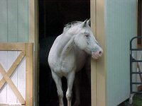 horsestabledoor.jpg