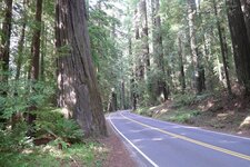 Avenue of the giants.JPG