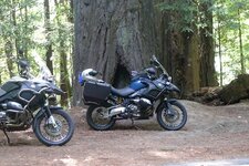 Big Redwood.JPG