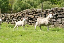 lambs.jpg