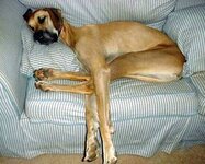 Long legs....jpg