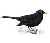 blackbird_300_tcm9-139611_v3.jpg