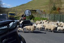 sheep.jpg