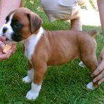 boxer-puppy.jpg