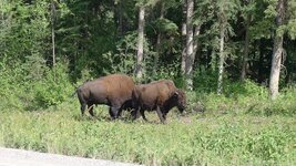 Bison1.JPG