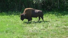 Bison2.JPG
