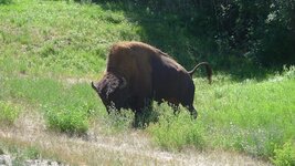 Bison3.JPG
