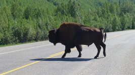 Bison4.JPG