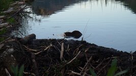 Beaver3.JPG