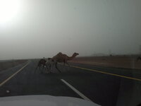 Camels Crossing Hail 130325.jpg