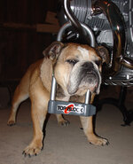 lockdoggggggggggggggggggggg.jpg