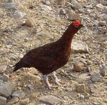 grouse.jpg