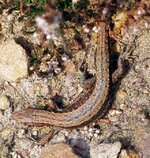 common_lizard.jpg