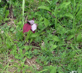 3.gif