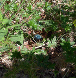 car21.gif
