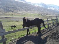 Iceland 2012 053.jpg