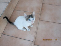 Doha Blue Eyed Cat-003.JPG