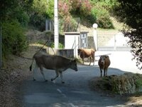 corsica5.jpg