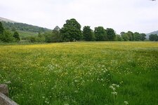 IMG_2478.jpg
