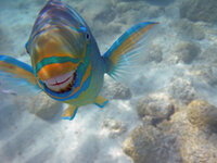 smiling fish.jpg