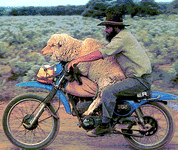 sheep_on_bike.gif