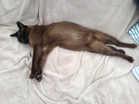 My-cat.jpg