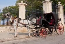 horse and cart.jpg