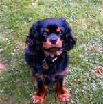 BERTIE 00001.jpg BERTIE 00001.jpg