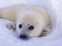harp-seal.jpg