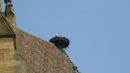 IMG_5455.JPG