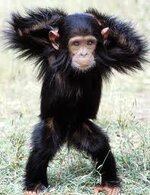 chimp.jpg