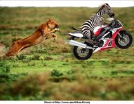 LionChasingZebraOnMotorcycle.jpg