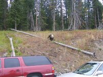Grizzly in Yellowstone.jpg
