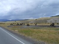 Bison in Yellowstone.jpg