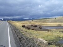 Buffalo`s in Yellowstone.jpg