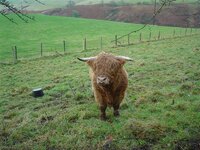 up glendevon way 001 (Medium).jpg