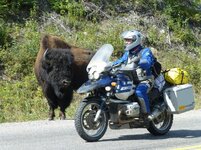 Bob and bison.jpg