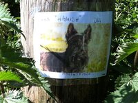 lost dog.jpg