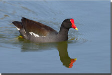 CommonMoorhen8928.jpg