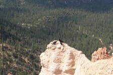 Bryce3.jpg