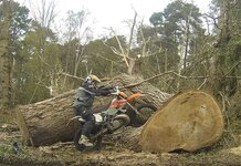 tree.jpg