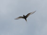 Iceland 2014 410.JPG