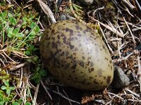 Iceland 2014 409.jpg