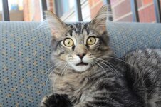 shocked cat.jpg